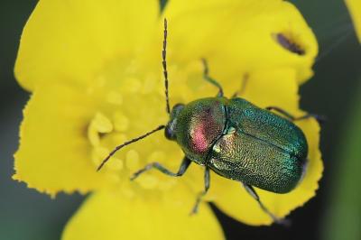 <i>Cryptocephalus</i>