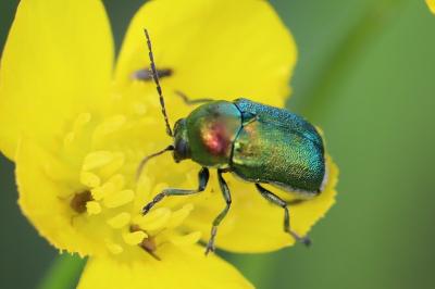 <i>Cryptocephalus</i>