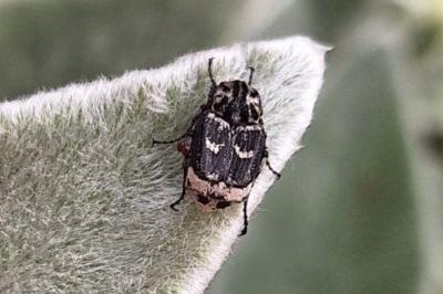 <i>Valgus hemipterus</i>