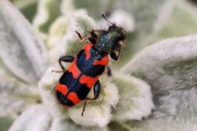 <i>Trichodes alvearius</i>