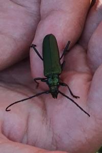 <i>Aromia moschata</i>