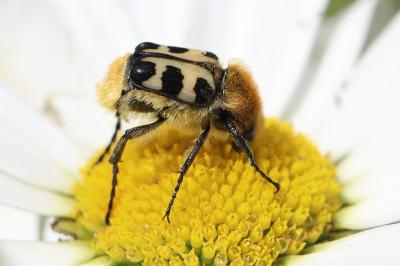 <i>Trichius gallicus</i>