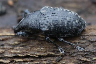 <i>Larinus turbinatus</i>