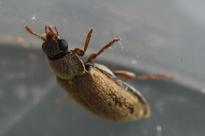 <i>Byturus ochraceus</i>