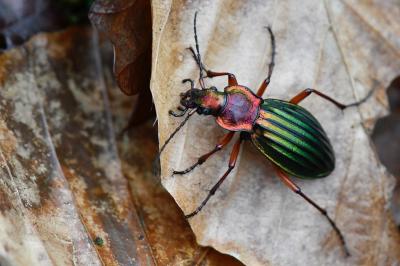 <i>Carabus auronitens</i>