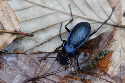<i>Carabus problematicus</i>