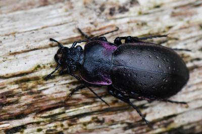 <i>Carabus nemoralis</i>