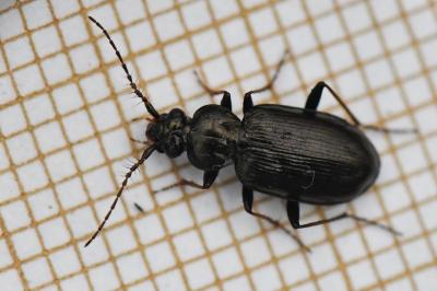 <i>Loricera pilicornis</i>