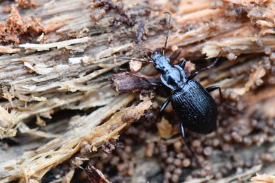 <i>Platynus assimilis</i>