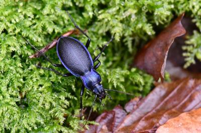 <i>Carabus problematicus</i>