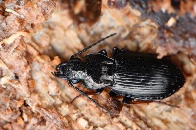 <i>Pterostichus oblongopunctatus</i>