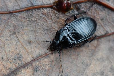 Abax ovalis