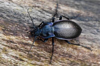 <i>Carabus nemoralis</i>