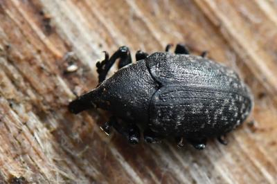 <i>Larinus turbinatus</i>
