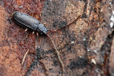 <i>Uleiota planatus</i>
