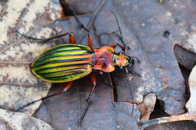 <i>Carabus auronitens</i>