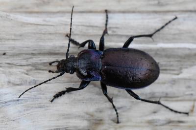 <i>Carabus nemoralis</i>