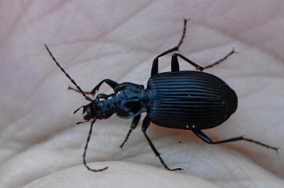 <i>Platynus assimilis</i>