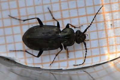 <i>Loricera pilicornis</i>