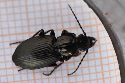 <i>Pterostichus oblongopunctatus</i>