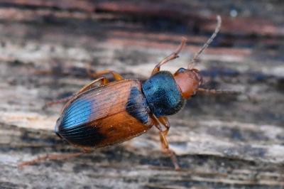 <i>Diachromus germanus</i>