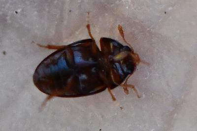 <i>Olibrus</i>