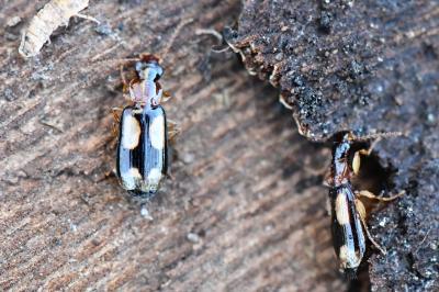 <i>Dromius quadrimaculatus</i>