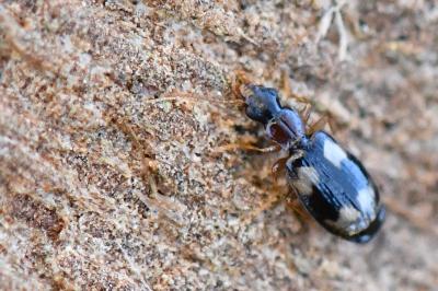 <i>Calodromius bifasciatus</i>