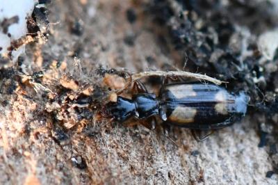 <i>Calodromius spilotus</i>