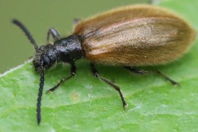 <i>Lagria hirta</i>