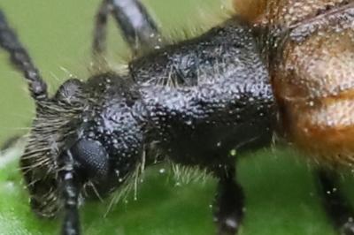 <i>Lagria hirta</i>