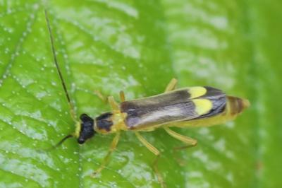 Malthinus seriepunctatus