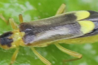 <i>Malthinus seriepunctatus</i>