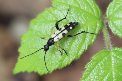 <i>Rutpela maculata</i>