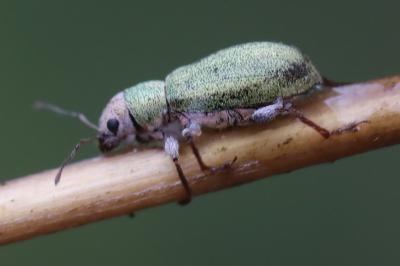 Pachyrhinus lethierryi