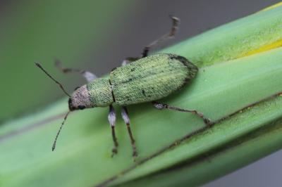 <i>Pachyrhinus lethierryi</i>