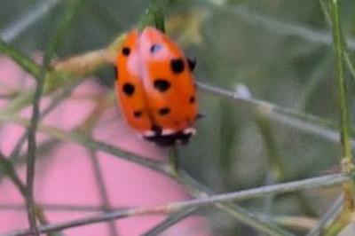 <i>Hippodamia variegata</i>