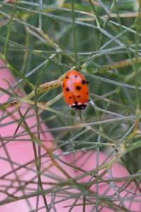<i>Hippodamia variegata</i>