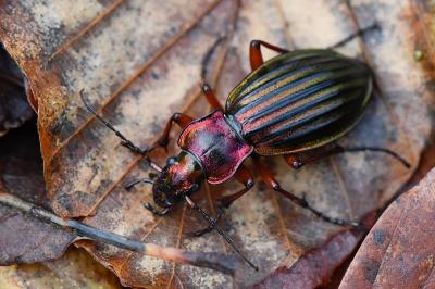 <i>Carabus auronitens</i>