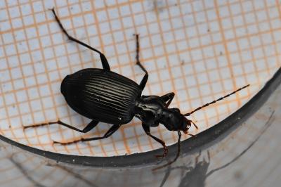<i>Platynus assimilis</i>