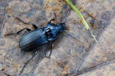 <i>Abax parallelepipedus</i>