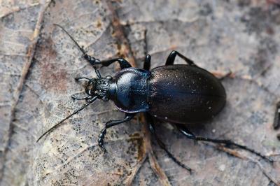 <i>Carabus nemoralis</i>