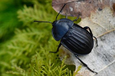 <i>Silpha carinata</i>