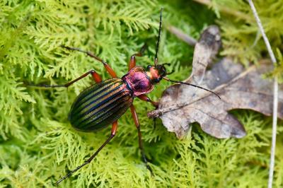 <i>Carabus auronitens</i>