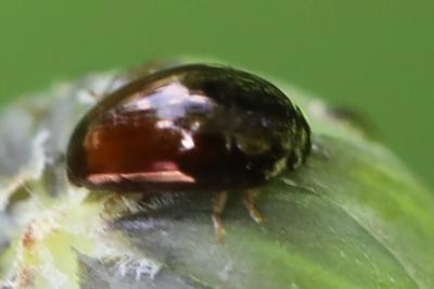 <i>Olibrus</i>
