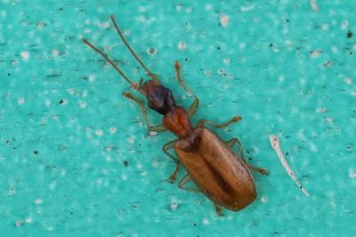 <i>Demetrias atricapillus</i>