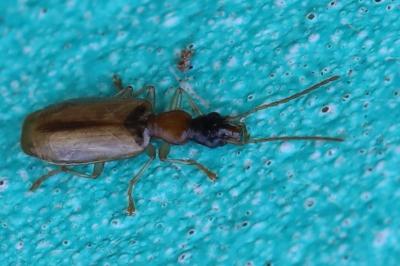 <i>Demetrias atricapillus</i>