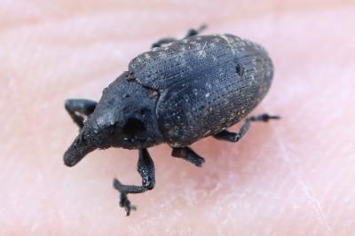 <i>Larinus turbinatus</i>