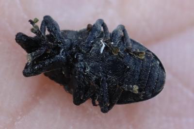 <i>Larinus turbinatus</i>