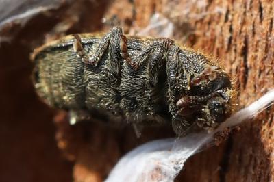 <i>Rhinocyllus conicus</i>